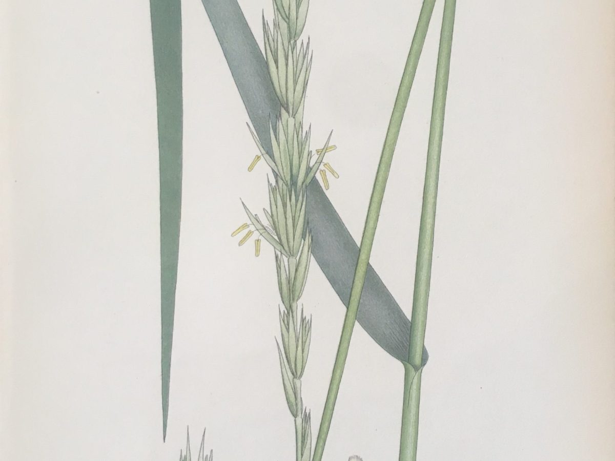 Carl von Linné på besök i Jönköping, del&nbsp;II