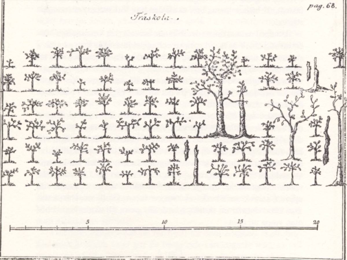 En märklig trädgårdsmästare