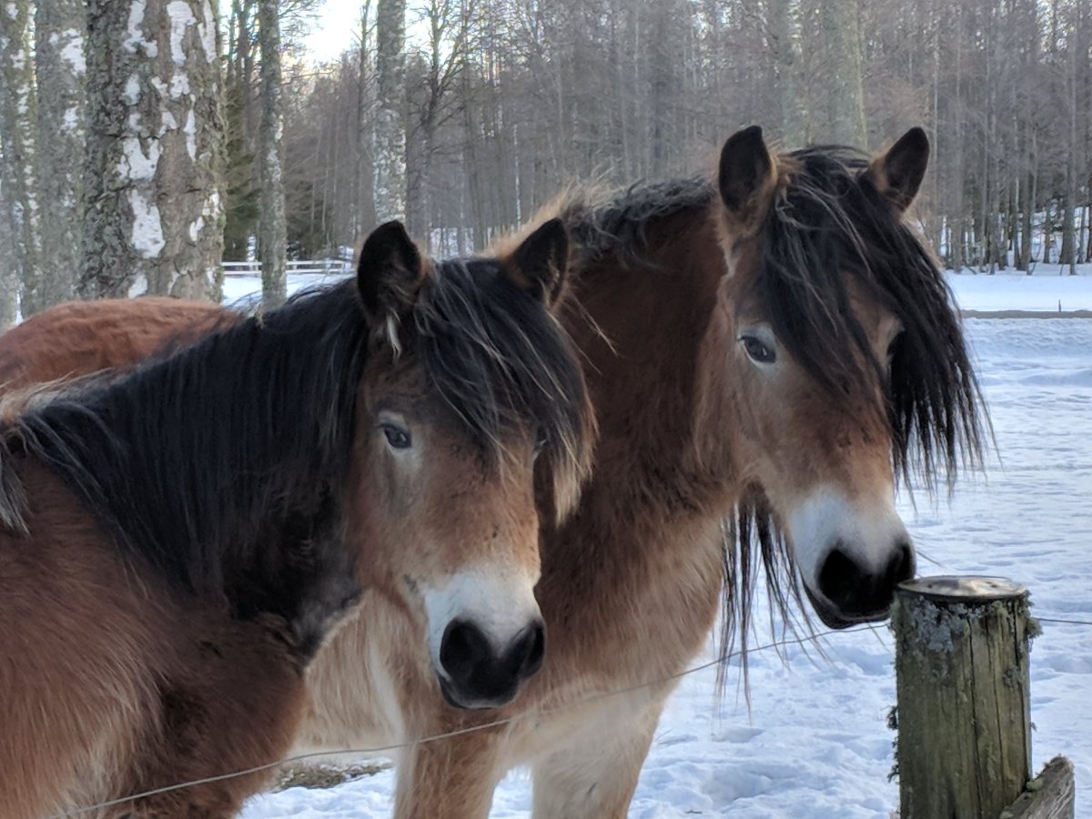 Den snåle Pällo&nbsp;Gran